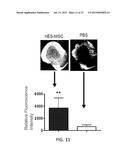 MESENCHYMAL-LIKE STEM CELLS DERIVED FROM HUMAN EMBRYONIC STEM CELLS,     METHODS AND USES THEREOF diagram and image