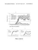 MESENCHYMAL-LIKE STEM CELLS DERIVED FROM HUMAN EMBRYONIC STEM CELLS,     METHODS AND USES THEREOF diagram and image