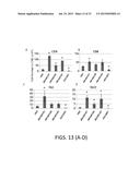 MESENCHYMAL-LIKE STEM CELLS DERIVED FROM HUMAN EMBRYONIC STEM CELLS,     METHODS AND USES THEREOF diagram and image