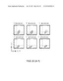 MESENCHYMAL-LIKE STEM CELLS DERIVED FROM HUMAN EMBRYONIC STEM CELLS,     METHODS AND USES THEREOF diagram and image