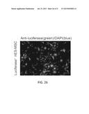 MESENCHYMAL-LIKE STEM CELLS DERIVED FROM HUMAN EMBRYONIC STEM CELLS,     METHODS AND USES THEREOF diagram and image