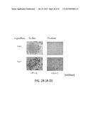 MESENCHYMAL-LIKE STEM CELLS DERIVED FROM HUMAN EMBRYONIC STEM CELLS,     METHODS AND USES THEREOF diagram and image