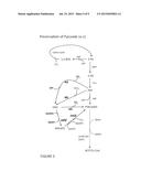 METHODS AND COMPOSITIONS FOR THE AUGMENTATION OF PYRUVATE AND ACETYL-COA     FORMATION diagram and image