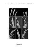 MYB55 PROMOTER AND USE THEREOF diagram and image