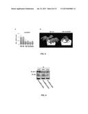 RNAS FROM PATHOGENS INHIBIT PLANT IMMUNITY diagram and image