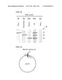 METHOD FOR AMPLIFYING NUCLEIC ACID AND METHOD FOR DETECTING AMPLIFIED     NUCLEIC ACID diagram and image