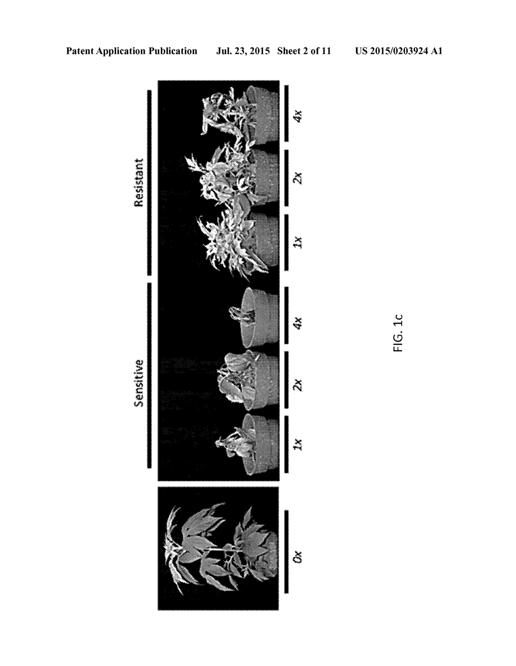 DIAGNOSTIC TOOLS FOR HERBICIDE RESISTANCE IN PLANTS - diagram, schematic, and image 03