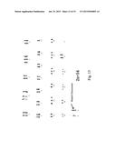 Human Hepatoma Cell Line HLCZ01 and Uses Thereof diagram and image