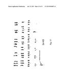 Human Hepatoma Cell Line HLCZ01 and Uses Thereof diagram and image