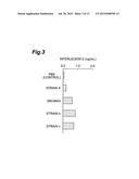 BACTERIAL STRAIN HAVING ANTI-ALLERGIC ACTIVITY, AND BEVERAGE, FOOD AND     ANTI-ALLERGIC AGENT COMPRISING CELL OF THE BACTERIAL STRAIN diagram and image