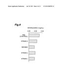 BACTERIAL STRAIN HAVING ANTI-ALLERGIC ACTIVITY, AND BEVERAGE, FOOD AND     ANTI-ALLERGIC AGENT COMPRISING CELL OF THE BACTERIAL STRAIN diagram and image