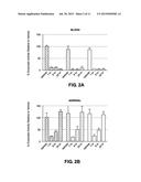 LIPOSOMAL COMPOSITIONS OF EPOXYKETONE-BASED PROTEASOME INHIBITORS diagram and image