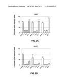 LIPOSOMAL COMPOSITIONS OF EPOXYKETONE-BASED PROTEASOME INHIBITORS diagram and image