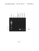 CONJUGATES, PARTICLES, COMPOSITIONS, AND RELATED METHODS OF USE diagram and image