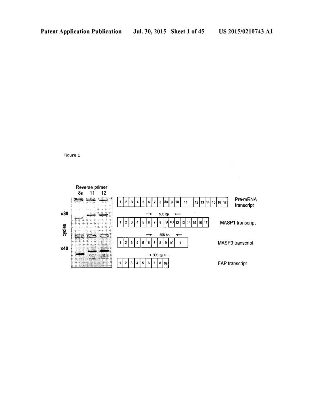 CHIMERIC INHIBITOR MOLECULES OF COMPLEMENT ACTIVATION - diagram, schematic, and image 02