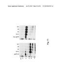 Method and Composition for Crystallizing G Protein-Coupled Receptors diagram and image