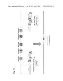 COMPLEX CHROMOSOME ENGINEERING FOR PRODUCTION OF HUMAN ANTIBODIES IN     TRANSGENIC ANIMALS diagram and image