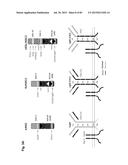 COMPLEX CHROMOSOME ENGINEERING FOR PRODUCTION OF HUMAN ANTIBODIES IN     TRANSGENIC ANIMALS diagram and image