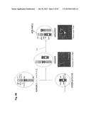 COMPLEX CHROMOSOME ENGINEERING FOR PRODUCTION OF HUMAN ANTIBODIES IN     TRANSGENIC ANIMALS diagram and image