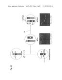 COMPLEX CHROMOSOME ENGINEERING FOR PRODUCTION OF HUMAN ANTIBODIES IN     TRANSGENIC ANIMALS diagram and image