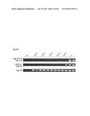 COMPLEX CHROMOSOME ENGINEERING FOR PRODUCTION OF HUMAN ANTIBODIES IN     TRANSGENIC ANIMALS diagram and image