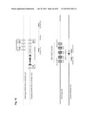 COMPLEX CHROMOSOME ENGINEERING FOR PRODUCTION OF HUMAN ANTIBODIES IN     TRANSGENIC ANIMALS diagram and image