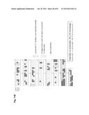 COMPLEX CHROMOSOME ENGINEERING FOR PRODUCTION OF HUMAN ANTIBODIES IN     TRANSGENIC ANIMALS diagram and image