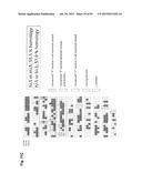 COMPLEX CHROMOSOME ENGINEERING FOR PRODUCTION OF HUMAN ANTIBODIES IN     TRANSGENIC ANIMALS diagram and image