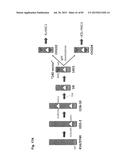 COMPLEX CHROMOSOME ENGINEERING FOR PRODUCTION OF HUMAN ANTIBODIES IN     TRANSGENIC ANIMALS diagram and image