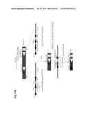 COMPLEX CHROMOSOME ENGINEERING FOR PRODUCTION OF HUMAN ANTIBODIES IN     TRANSGENIC ANIMALS diagram and image