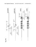 COMPLEX CHROMOSOME ENGINEERING FOR PRODUCTION OF HUMAN ANTIBODIES IN     TRANSGENIC ANIMALS diagram and image