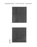 COMPLEX CHROMOSOME ENGINEERING FOR PRODUCTION OF HUMAN ANTIBODIES IN     TRANSGENIC ANIMALS diagram and image