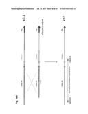 COMPLEX CHROMOSOME ENGINEERING FOR PRODUCTION OF HUMAN ANTIBODIES IN     TRANSGENIC ANIMALS diagram and image