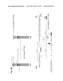 COMPLEX CHROMOSOME ENGINEERING FOR PRODUCTION OF HUMAN ANTIBODIES IN     TRANSGENIC ANIMALS diagram and image