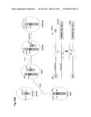 COMPLEX CHROMOSOME ENGINEERING FOR PRODUCTION OF HUMAN ANTIBODIES IN     TRANSGENIC ANIMALS diagram and image
