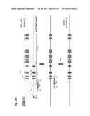 COMPLEX CHROMOSOME ENGINEERING FOR PRODUCTION OF HUMAN ANTIBODIES IN     TRANSGENIC ANIMALS diagram and image