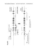 COMPLEX CHROMOSOME ENGINEERING FOR PRODUCTION OF HUMAN ANTIBODIES IN     TRANSGENIC ANIMALS diagram and image