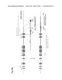 COMPLEX CHROMOSOME ENGINEERING FOR PRODUCTION OF HUMAN ANTIBODIES IN     TRANSGENIC ANIMALS diagram and image