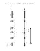 COMPLEX CHROMOSOME ENGINEERING FOR PRODUCTION OF HUMAN ANTIBODIES IN     TRANSGENIC ANIMALS diagram and image