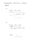 METHODS AND COMPOSITIONS FOR DETECTION OF SMALL RNAS diagram and image