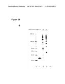 METHODS AND COMPOSITIONS FOR DETECTION OF SMALL RNAS diagram and image