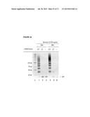 METHODS AND COMPOSITIONS FOR DETECTION OF SMALL RNAS diagram and image