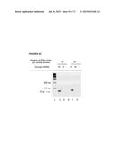 METHODS AND COMPOSITIONS FOR DETECTION OF SMALL RNAS diagram and image