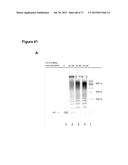 METHODS AND COMPOSITIONS FOR DETECTION OF SMALL RNAS diagram and image