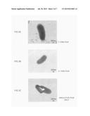 SAMPLE HOLDER AND METHOD FOR OBSERVING ELECTRON MICROSCOPIC IMAGE diagram and image