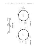 DELTA-5 DESATURASE AND ITS USE IN MAKING POLYUNSATURATED FATTY ACIDS diagram and image