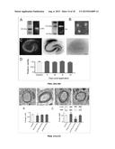 EXOSOME-BASED THERAPEUTICS AGAINST NEURODEGENERATIVE DISORDERS diagram and image