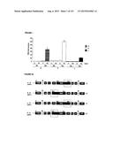 REVERSE GENETICS OF NEGATIVE-STRAND RNA VIRUSES IN YEAST diagram and image