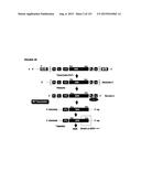 REVERSE GENETICS OF NEGATIVE-STRAND RNA VIRUSES IN YEAST diagram and image