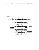 REVERSE GENETICS OF NEGATIVE-STRAND RNA VIRUSES IN YEAST diagram and image